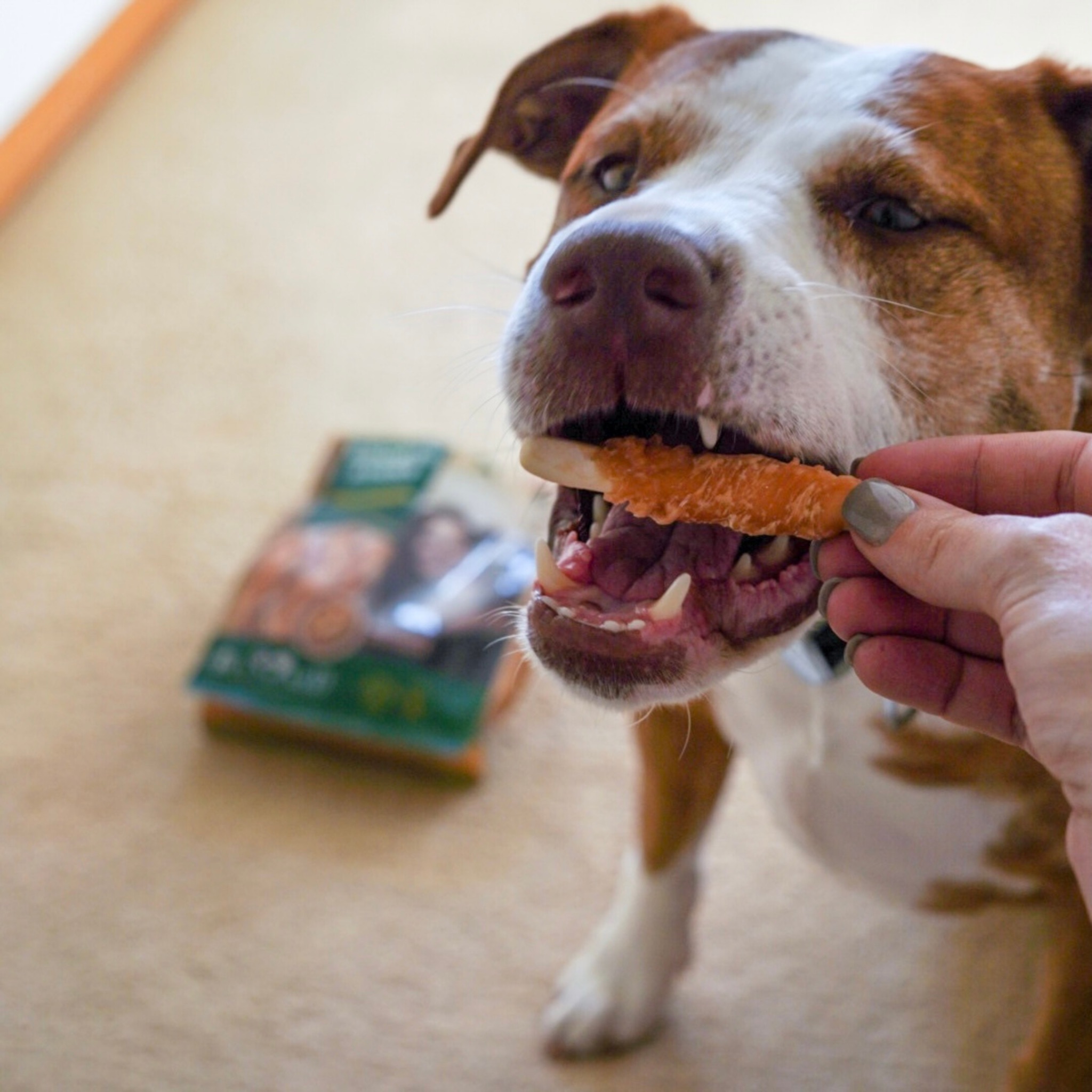 Dog eating sweet potato treat