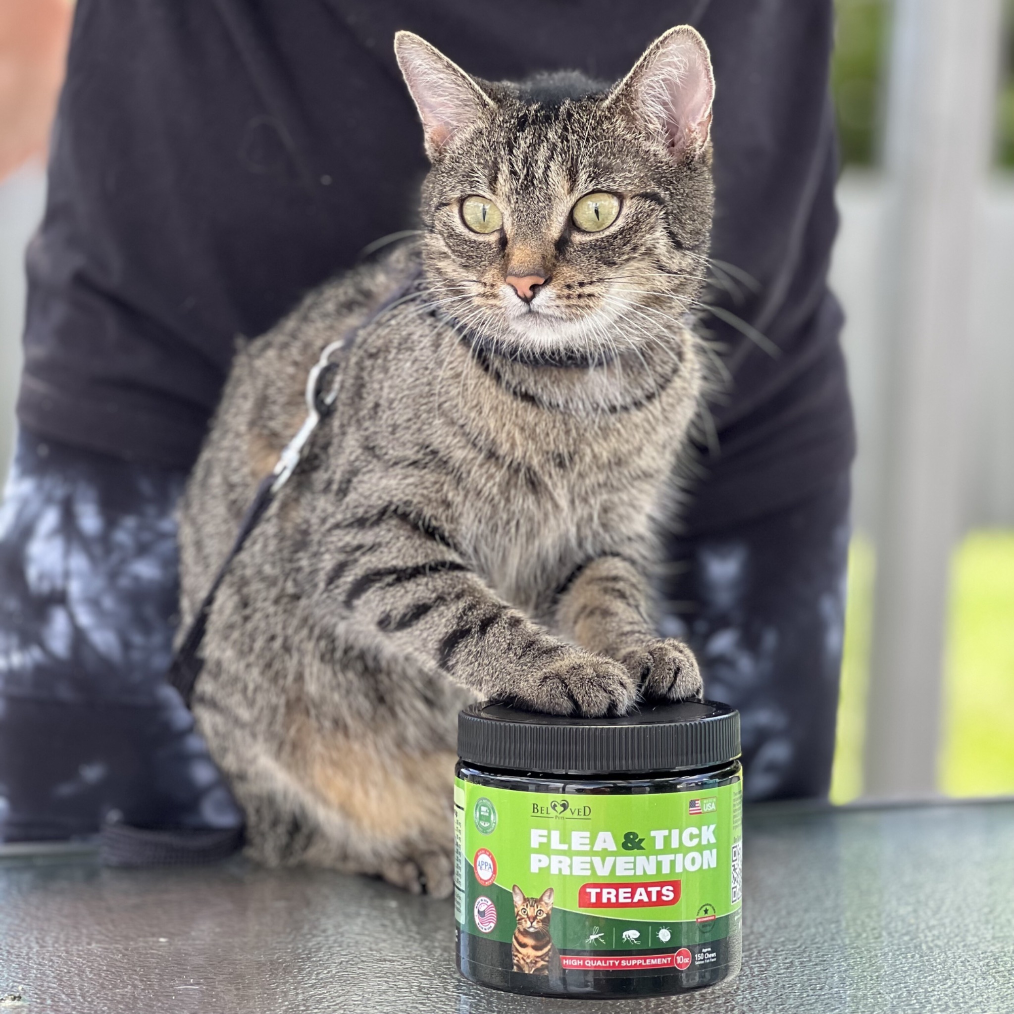 Cat with Flea and Tick Prevention treats